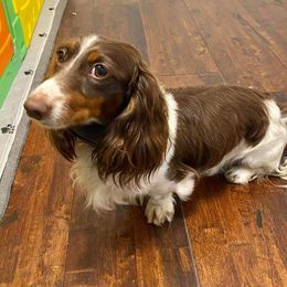 Dachshunds from Doxie Dynasty