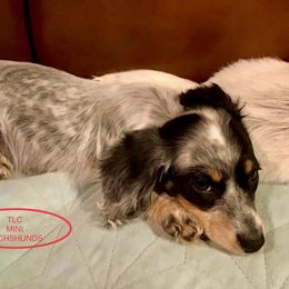 Dachshund Puppies from TLC Mini Dachshunds