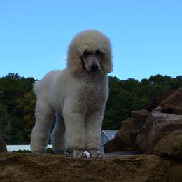 Poodle Puppies from D and D Standard Poodles