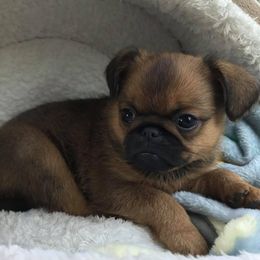 Brussels Griffons from Ohio Valley Brussels Griffons