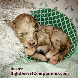 Aussiedoodle puppies from High Desert Companions