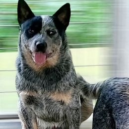 Sutter - Australian Cattle Dog