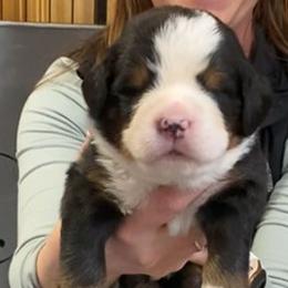 Tan Collar Male - Black rust and white male Bernese Mountain Dog puppy in Bristol, Tennessee from Holston Hollow Farm