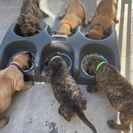 Great Danes from Mount Hood Danes