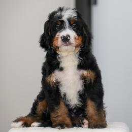 Henderson - Tri-color male Bernedoodle puppy in Dundee, Ohio from Down Home Doodle