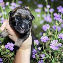 Fiesta - Sable female German Shepherd puppy in Oakland, Oregon from VHM German Shepherds