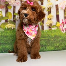 Lenny - Red  female Goldendoodle puppy in Pocasset, Massachusetts from Mini Goldendoodles of Cape Cod