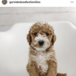 Aussiedoodle and Goldendoodle Puppies from Garside Doodles