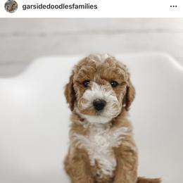Aussiedoodle and Goldendoodle Puppies from Garside Doodles