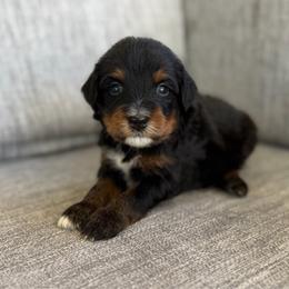 Boy 6 - Tri-color male Bernedoodle puppy in Spring Hill, Florida from Ohana Doodles
