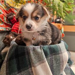 Tamarack - Black and tan male Pembroke Welsh Corgi puppy in Fortine, Montana from North Star Pembroke Welsh Corgi's