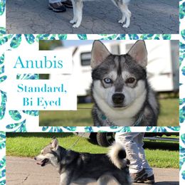 Anubis - Alaskan Klee Kai