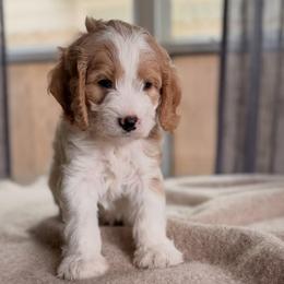 Cavapoo puppies from Golden Hour Cavapoos