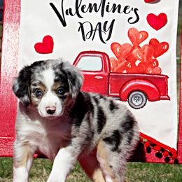 Miniature Australian Shepherd Puppies from Sand Dollar Aussies