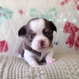Autumn - Chocolate and tan female Chihuahua puppy in Harrison, Michigan from Cloud9 Chihuahuas