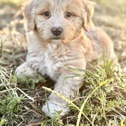 Teddy - Cream male Goldendoodle puppy in Vacaville, California from Starlight Goldendoodles
