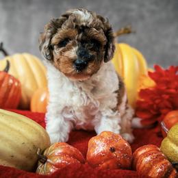 Poodle puppies from Majestail Companions Co