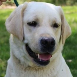 Mickey - Labrador Retriever