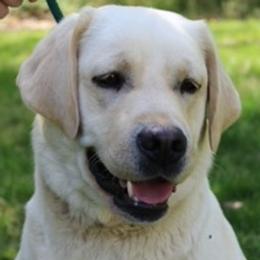 Mickey - Labrador Retriever