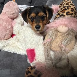 Plato - Black and tan male Morkie puppy in Lawrenceville, Georgia from Georgias Finest Puppies