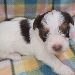 Chocolate Parti - Chocolate, tan and white male Yorkshire Terrier puppy in Lakeland, Florida from You Me & The Yorkies