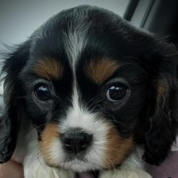 Cavalier King Charles Spaniels and Golden Retrievers from Cuddle Up Pups WI