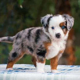 Lily - Blue merle female Miniature American Shepherd puppy in Chocowinity, North Carolina from Foxtail Hollow