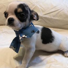 Chihuahua Puppies from Chilove Chihuahuas