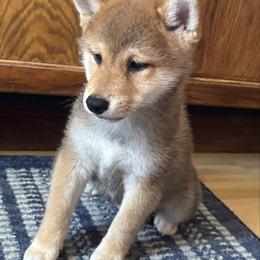 Budo - Red male Shiba Inu puppy in Winthrop, Minnesota from Kayobi Shibas