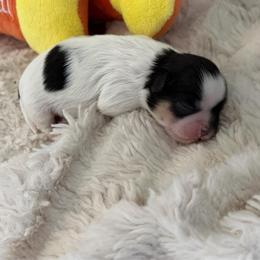 Luna - Black and white female Shih Tzu puppy in Jacksonville, Florida from Michi Shih-Tzu