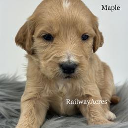 Maple - Red  female Goldendoodle puppy in Milford, Indiana from Railway Acres Kennel