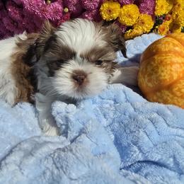 Shih Tzu puppies from Shih Tzu's by Jen