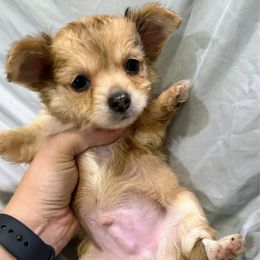 Ripley - Merle male Chihuahua puppy in Sherwood, Arkansas from Bartelt Breeders