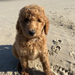 Poodle Puppies from Leaning T Ranch