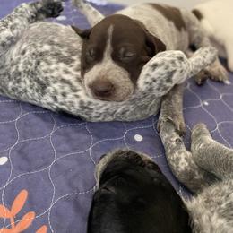 German Shorthaired Pointer Puppies from Thunder Mountain Gun Dogs
