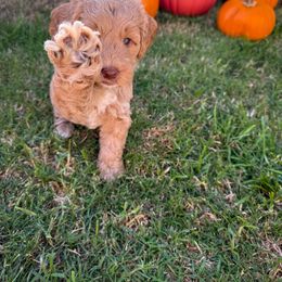 Australian Labradoodle Puppies from Peak Australian Labradoodles