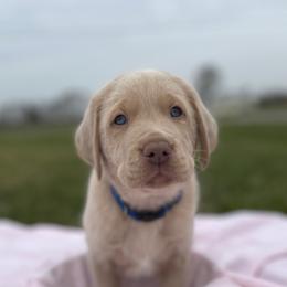 Dilute Retriever Puppies from Virdin’s Silver Labs