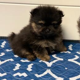 Rhett - Black and tan male Pomeranian puppy in Newport Beach, California from Exotic City Pomeranians and chihuahuas