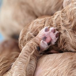 Aussiedoodle, Cavapoo, and Poodle Puppies from Robin's Nest Farm