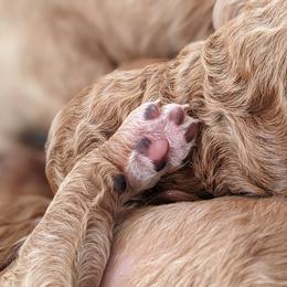 Aussiedoodle, Cavapoo, and Poodle Puppies from Robin's Nest Farm