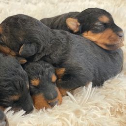Welsh Terrier puppies from Anne's Pups