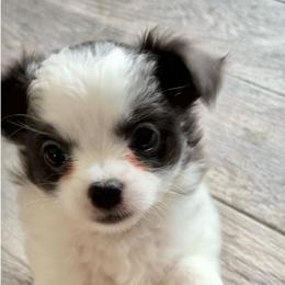 Cove - Blue and white female Chihuahua puppy in Menifee, California from Lane’s Little Long Coats