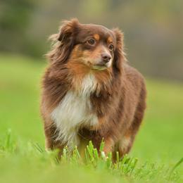 Cassidee - Red tri female Toy Australian Shepherd puppy in Hartman, Arkansas from Southern Edition Aussies