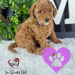 Goldendoodle Puppies from Maryland Designer Doodles