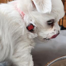 Maltese Puppies from Arizona Maltese Gems