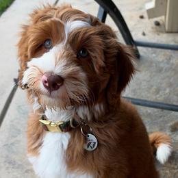 Mia - Australian Labradoodle