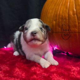 Phoenix - Blue merle white and tan male Shetland Sheepdog puppy in Lebanon, Tennessee from Henotic Homestead's Shetland Sheepdogs