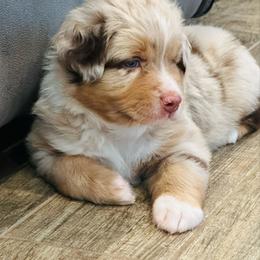 Buckley - Red merle male Australian Shepherd puppy in Palm Bay, Florida from Wiggle Butt's
