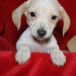 Dachshund All Grown Up from Gryphon Lane Dachshunds