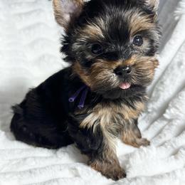 Tinsel - Black and tan female Yorkshire Terrier puppy in California from All Star Yorkies